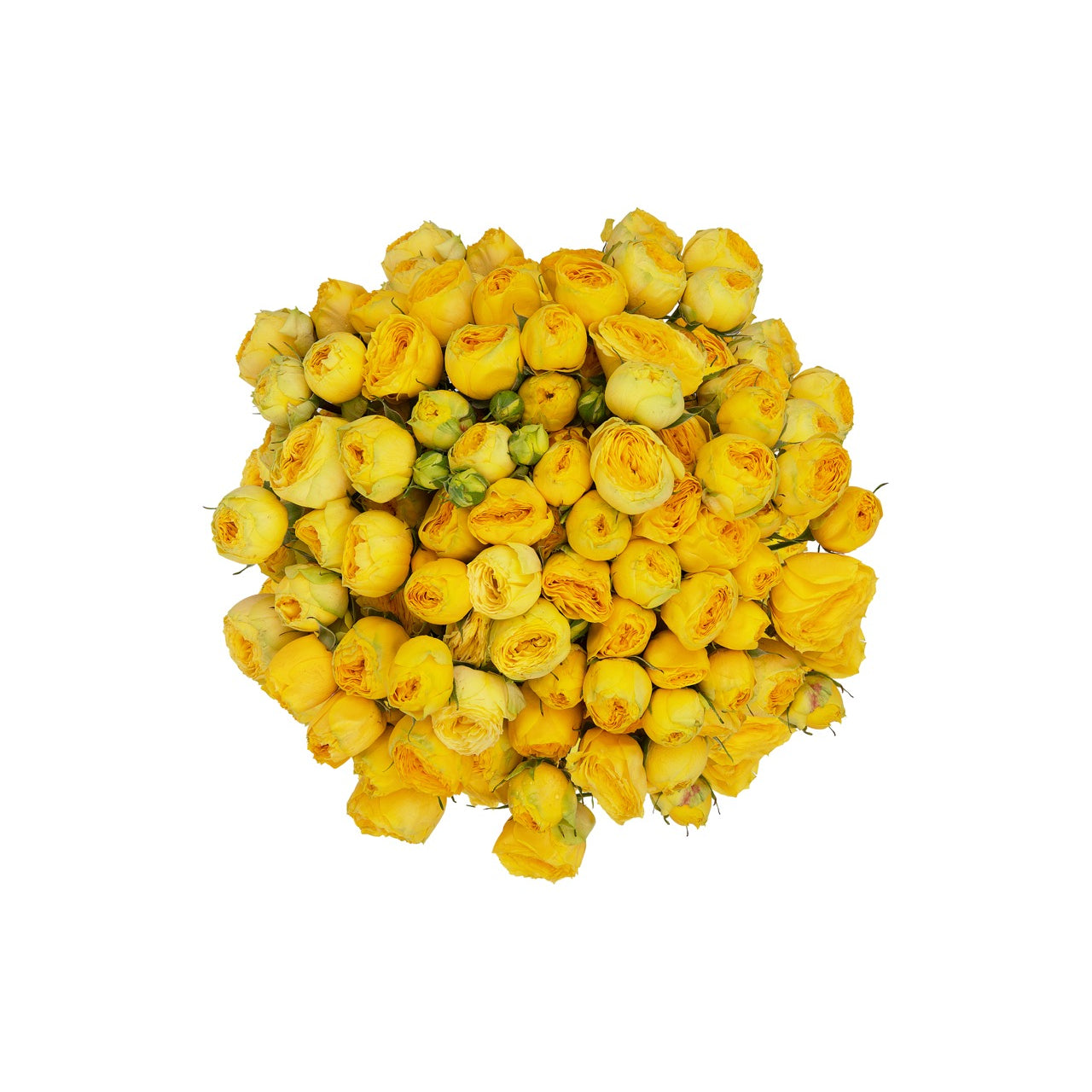 سن شاين